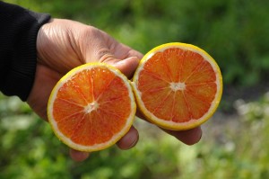 Orangen von Salamita