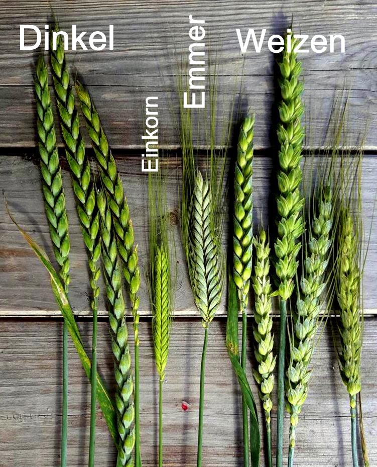 Dinkel und Weizen im Bioanbau - Hannas Töchter