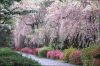 Kirschblüte in Japan