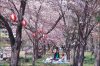 Kirschblüte in Japan
