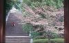 Kirschblüte in Japan