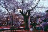 Kirschblüte in Japan