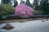 Kirschblüte in Japan