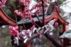 Kirschblüte in Japan