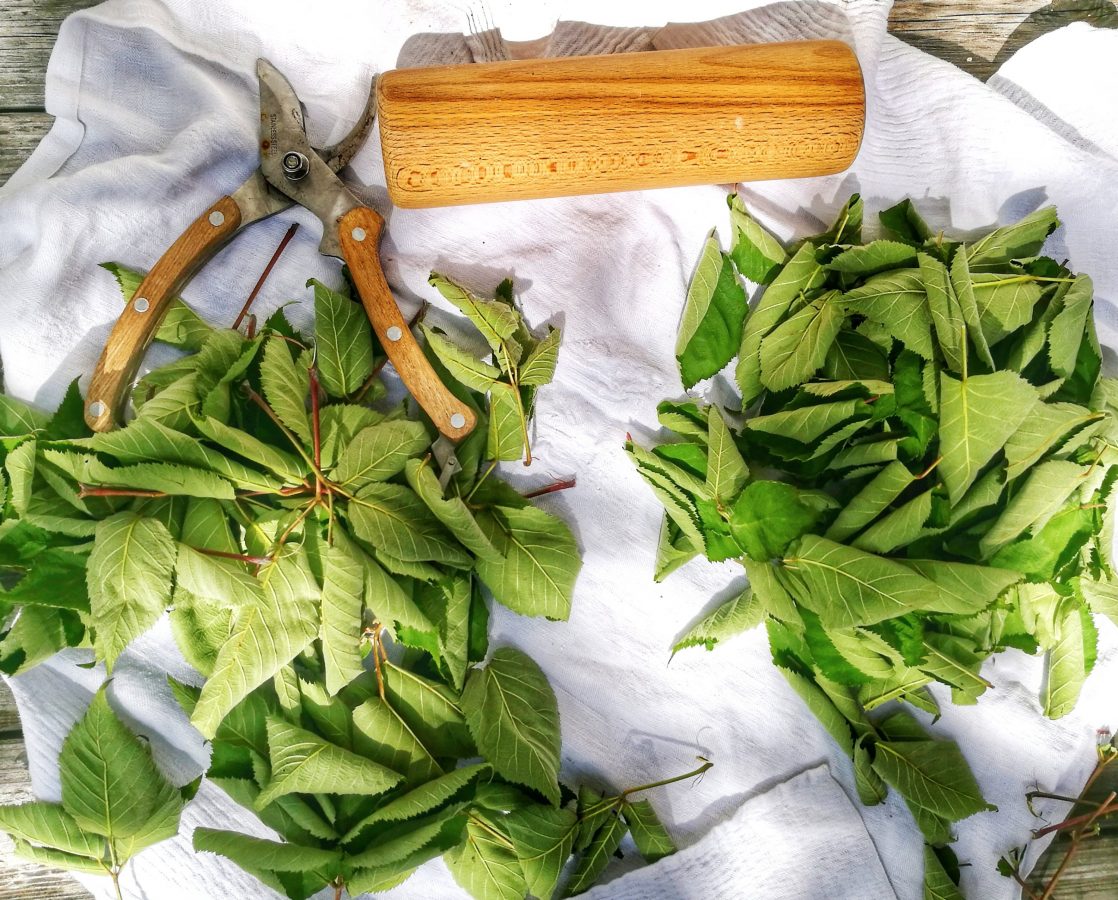 Brombeerblättertee