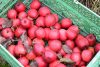 Selbstgemachter Apfelsaft
