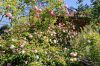 Naturgarten